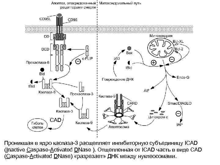 CAD Проникшая в ядро каспаза-3 расщепляет ингибиторную субъединицу ICAD (Inactive Caspase-Activated DNase ). Отщепленная