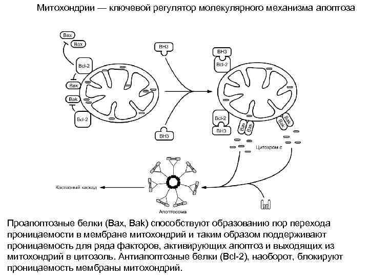 Митохондрии — ключевой регулятор молекулярного механизма апоптоза Проапоптозные белки (Bax, Bak) способствуют образованию пор