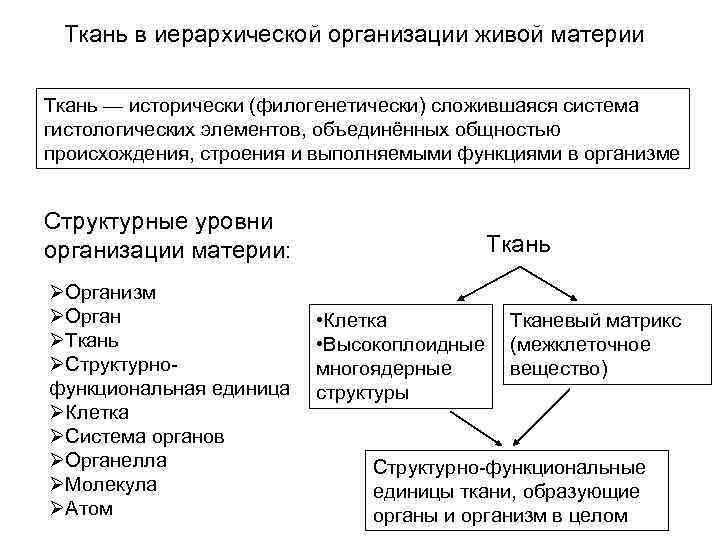 Изучает закономерности внешнего строения. Иерархия организации материи. Источники развития основных структур организма. Изучение закономерностей исторического развития живой материи..