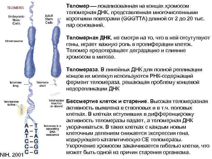 Пересадка хромосом. Функции теломеры хромосомы. Строение хромосомы теломеры. Репликация теломерных участков хромосом. Схема репликации ДНК концевых участков хромосом.