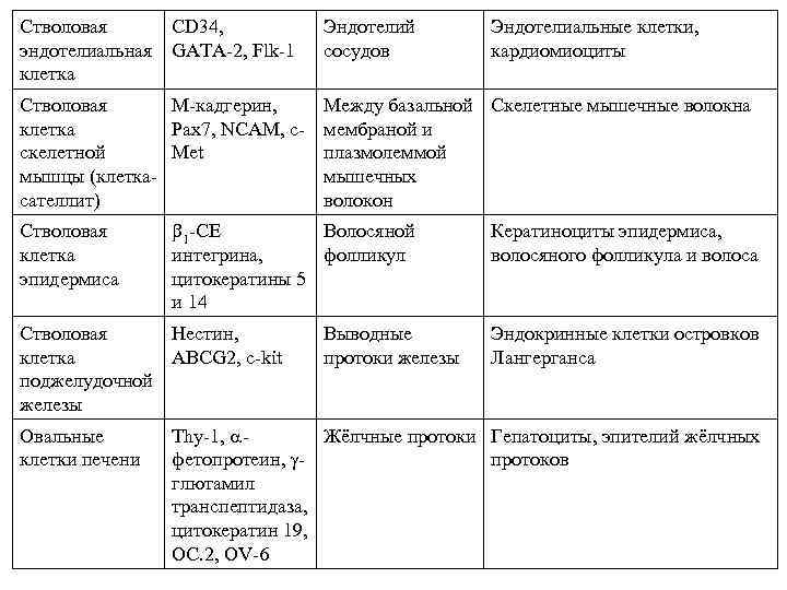 Стволовая эндотелиальная клетка CD 34, GATA-2, Flk-1 Эндотелий сосудов Эндотелиальные клетки, кардиомиоциты Стволовая М-кадгерин,
