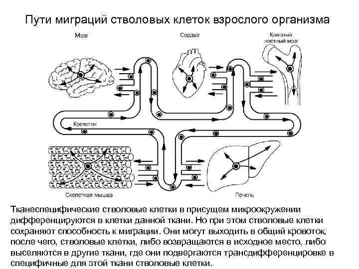 Пути миграций стволовых клеток взрослого организма Тканеспецифические стволовые клетки в присущем микроокружении дифференцируются в