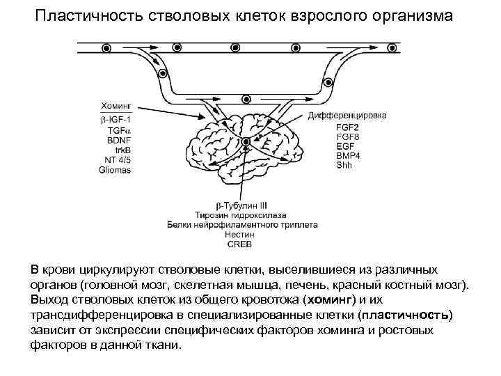 Пластичность стволовых клеток взрослого организма В крови циркулируют стволовые клетки, выселившиеся из различных органов