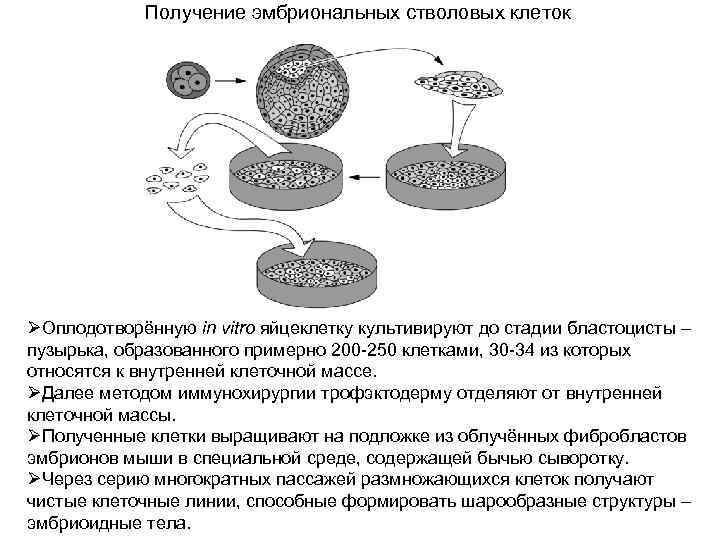 Общая схема получения культуры тканей не включает стадию