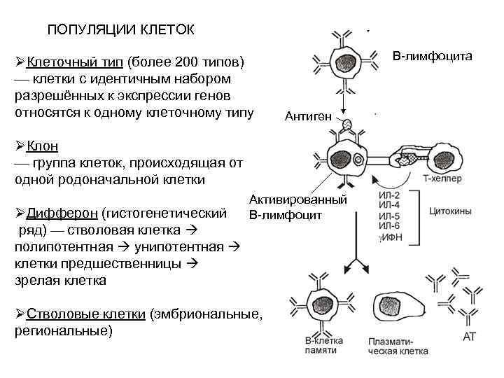 ПОПУЛЯЦИИ КЛЕТОК ØКлеточный тип (более 200 типов) клетки с идентичным набором разрешённых к экспрессии