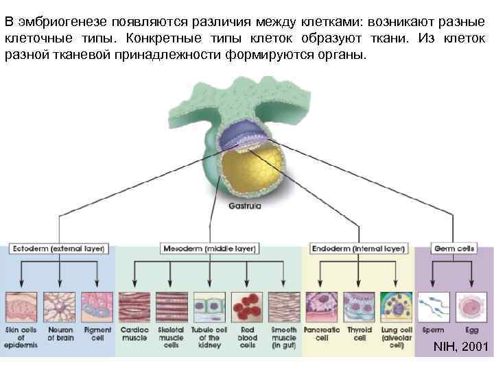 Развитие тканей. Нервная ткань в эмбриогенезе развивается. Развитие тканей в эмбриогенезе. Стадии эмбриогенеза человека гистология. Развитие нервной ткани гистология.