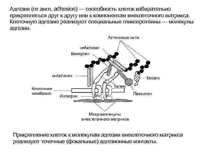 Адгезия (от англ. adhesion) — способность клеток избирательно прикрепляться друг к другу или к