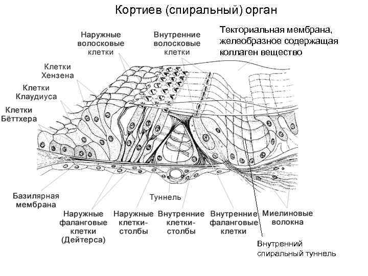 Сделать обозначения клеток и структур на схеме спирального органа