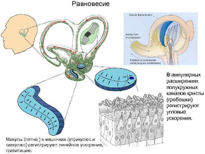 Схема строения ампулярного гребешка