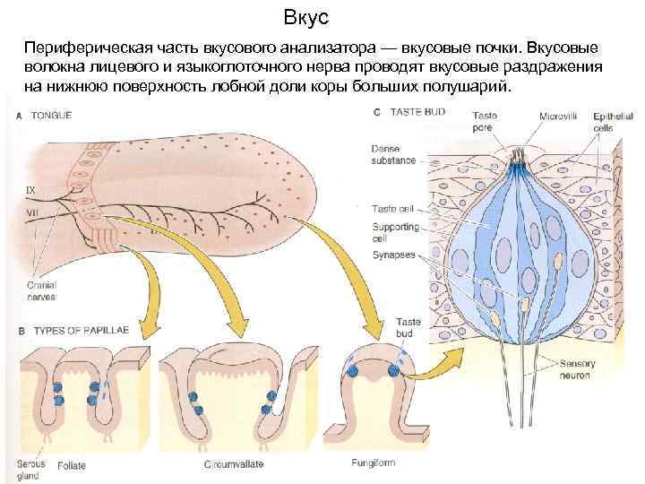 Схема вкусового анализатора по павлову