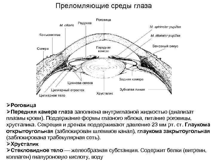 Преломляющая структура глаза. Преломляющие среды глазного яблока. 2. Преломляющие среды глазного яблока. Преломляющие среды глазного яблока анатомия. Преломляющие среды глаза физиология.