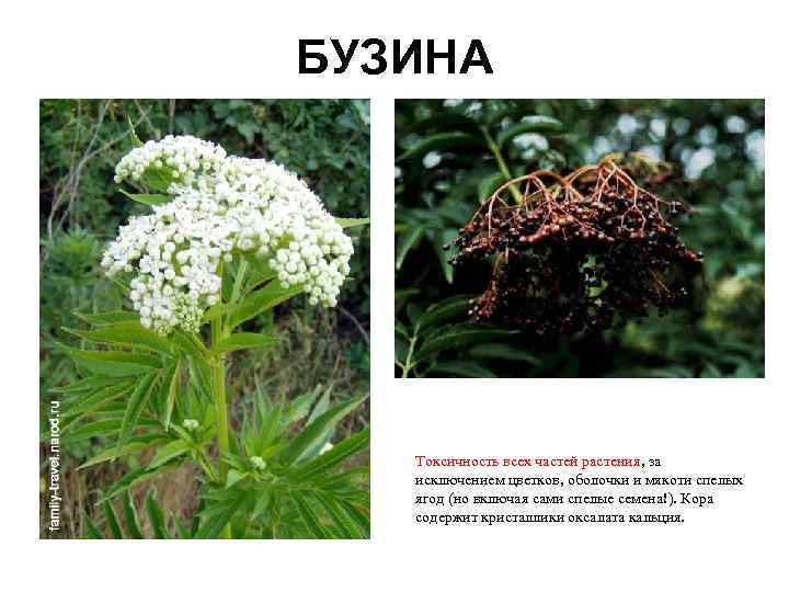 Цветущие растения крыма фото и названия