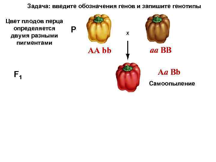 Задача: введите обозначения генов и запишите генотипы Цвет плодов перца определяется двумя разными пигментами