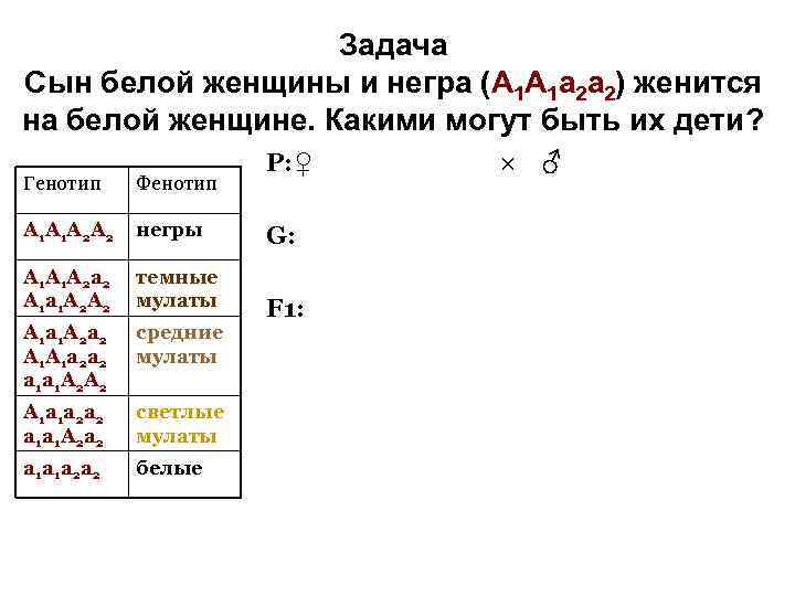 Задача Сын белой женщины и негра (А 1 А 1 а 2 а 2)
