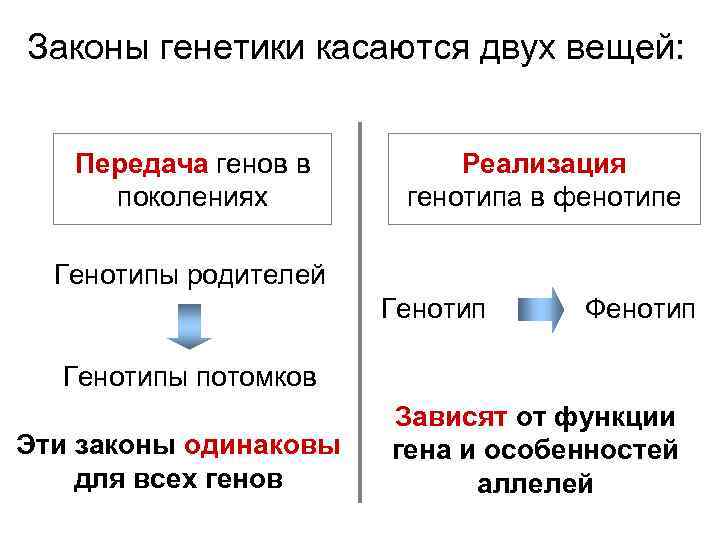 Законы генетики касаются двух вещей: Передача генов в поколениях Реализация генотипа в фенотипе Генотипы