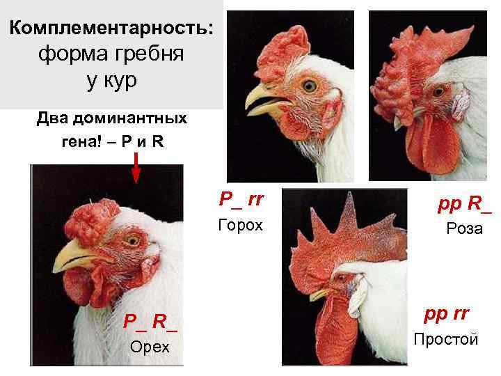Комплементарность: форма гребня у кур Два доминантных гена! – P и R P_ rr