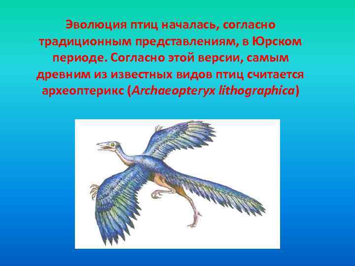 Эволюция птиц началась, согласно традиционным представлениям, в Юрском периоде. Согласно этой версии, самым древним