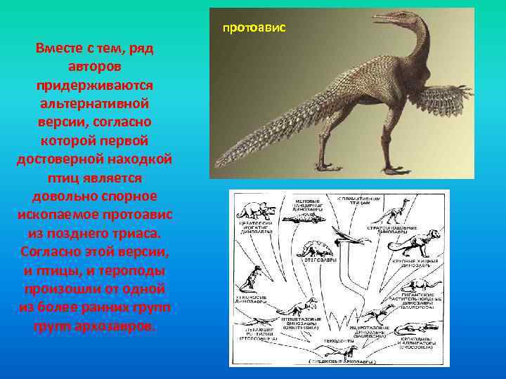 протоавис Вместе с тем, ряд авторов придерживаются альтернативной версии, согласно которой первой достоверной находкой