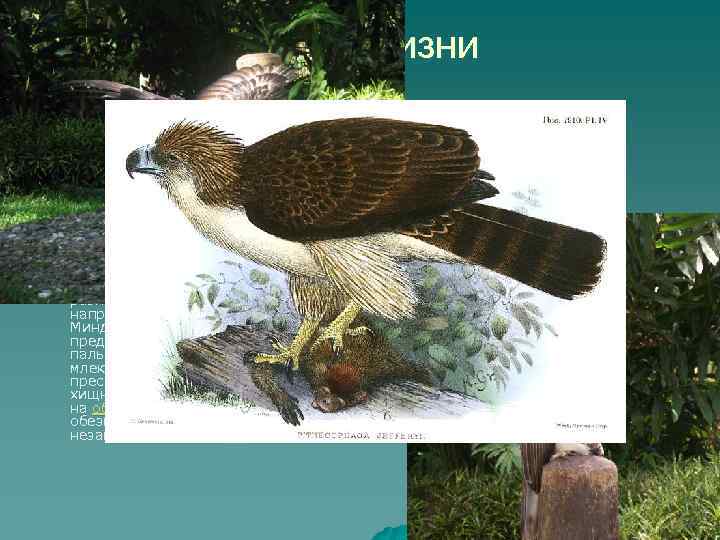 Образ жизни u u Филиппинские обезьяноеды живут моногамно и остаются всю жизнь со своим