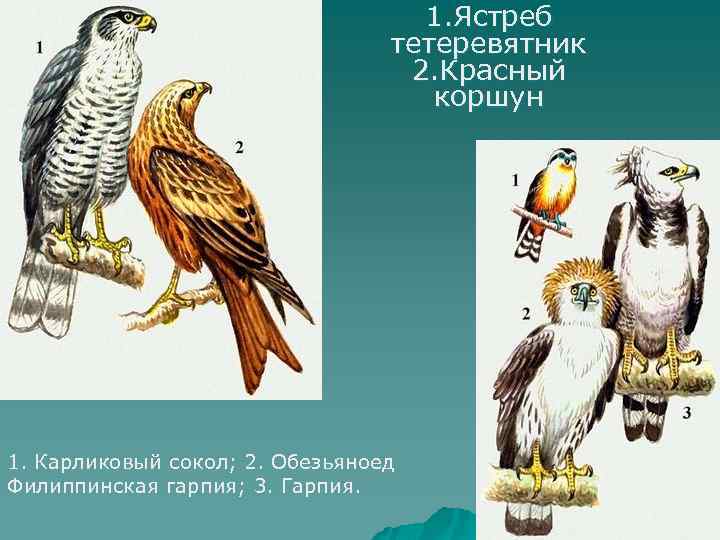 1. Ястреб тетеревятник 2. Красный коршун 1. Карликовый сокол; 2. Обезьяноед Филиппинская гарпия; 3.