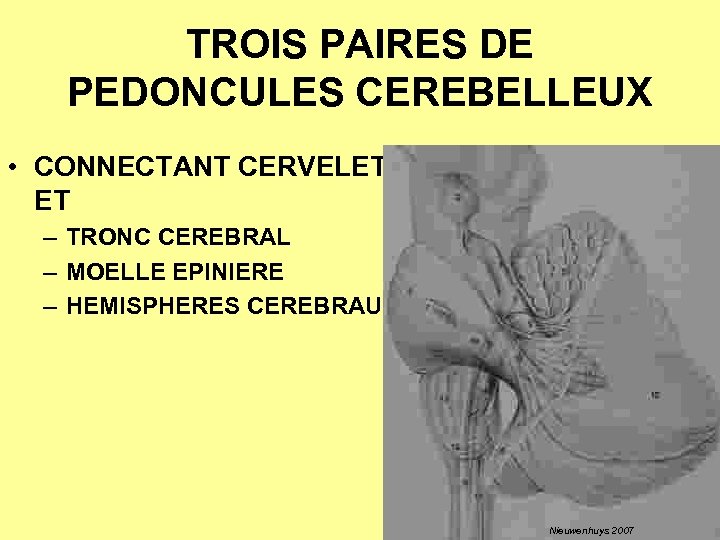 TROIS PAIRES DE PEDONCULES CEREBELLEUX • CONNECTANT CERVELET ET – TRONC CEREBRAL – MOELLE