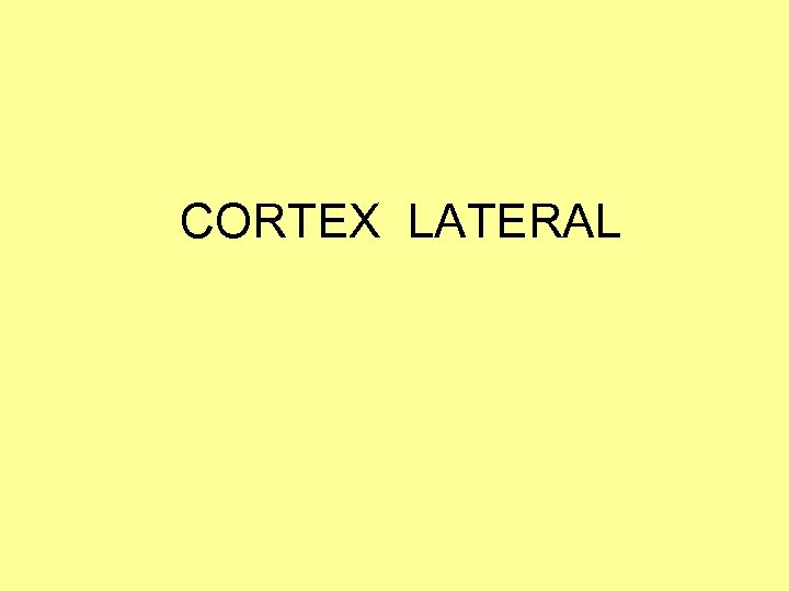 CORTEX LATERAL 