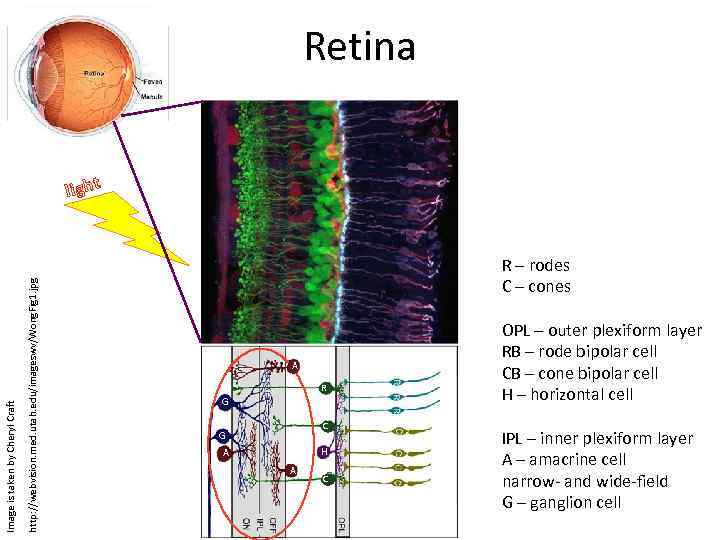 Liudmila Glavinskaya Inhibitory relations in the mouse retinal