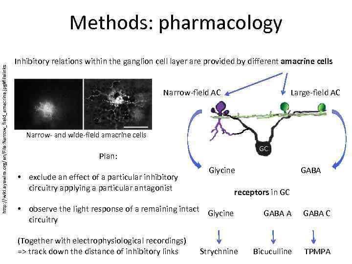 http: //wiki. eyewire. org/en/File: Narrow_field_amacrine. jpg#filelinks Methods: pharmacology Inhibitory relations within the ganglion cell