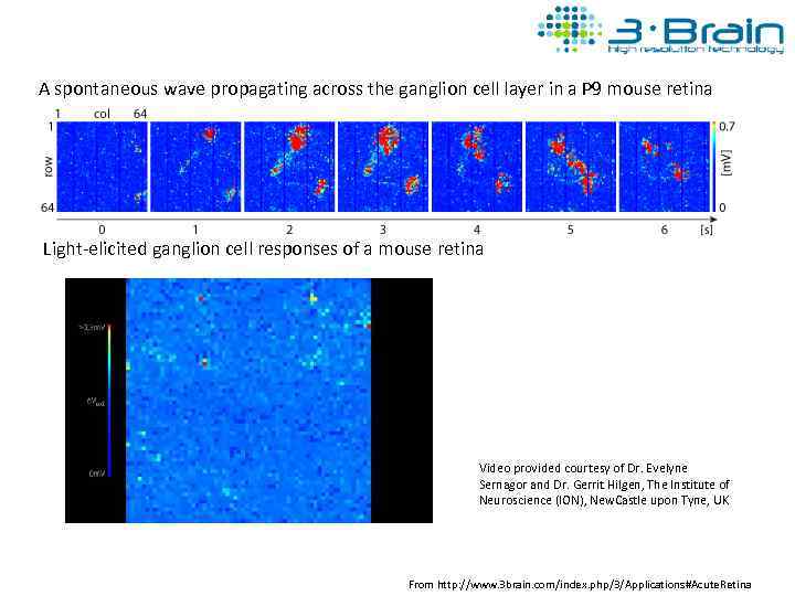 A spontaneous wave propagating across the ganglion cell layer in a P 9 mouse