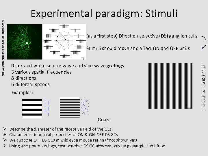 (as a first step) Direction-selective (DS) ganglion cells Stimuli should move and affect ON