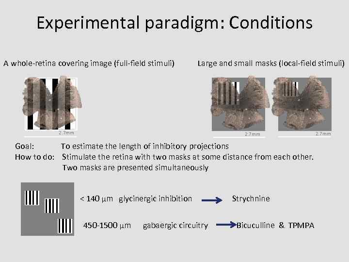 Experimental paradigm: Conditions A whole-retina covering image (full-field stimuli) Large and small masks (local-field
