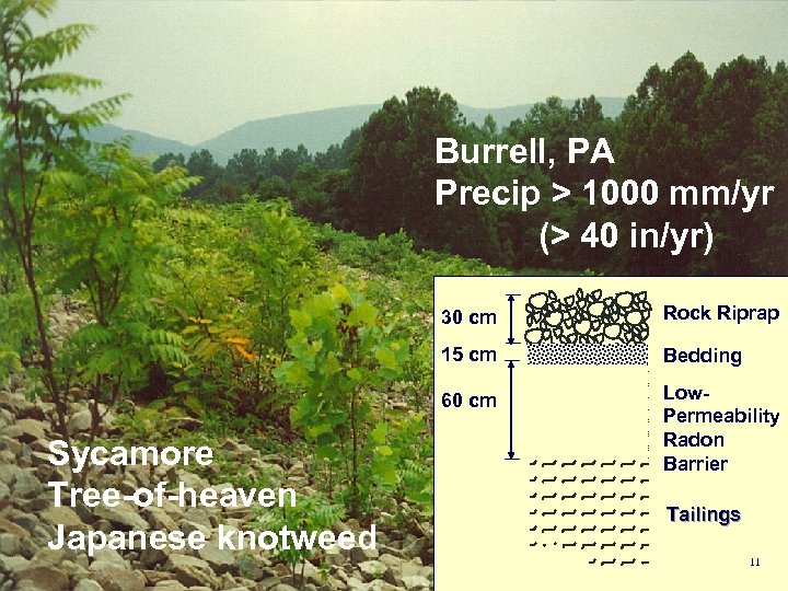 Burrell, PA Precip > 1000 mm/yr (> 40 in/yr) 30 cm 15 cm Bedding
