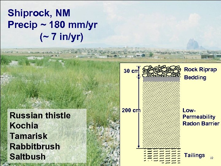 Shiprock, NM Precip ~ 180 mm/yr (~ 7 in/yr) 30 cm Russian thistle Kochia