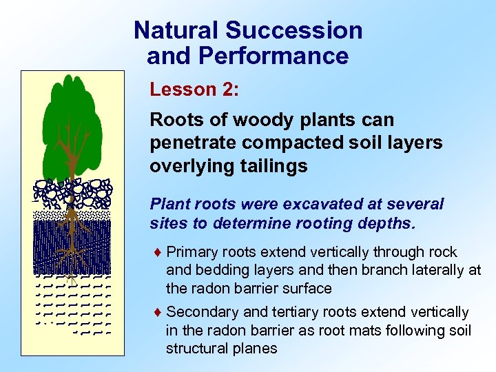 Natural Succession and Performance Lesson 2: Roots of woody plants can penetrate compacted soil