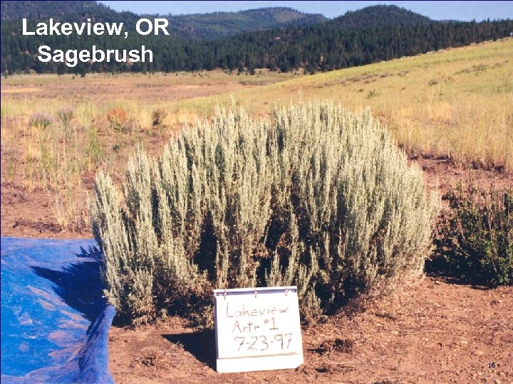 Lakeview, OR Sagebrush 16 