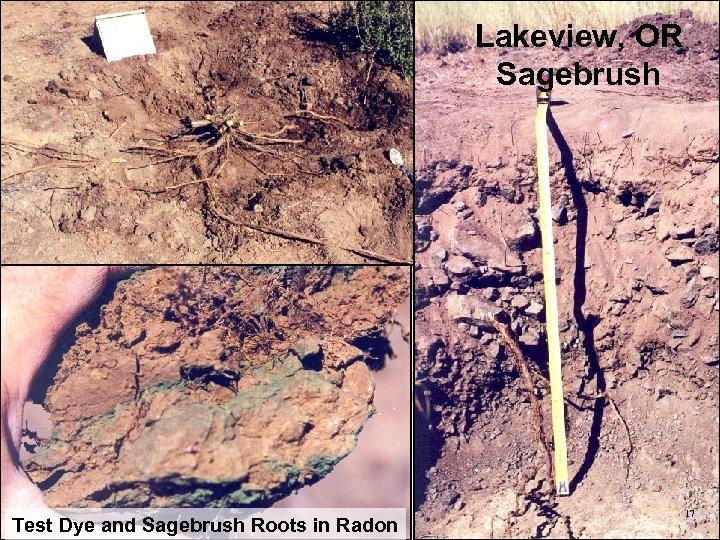 Lakeview, OR Sagebrush Test Dye and Sagebrush Roots in Radon 17 