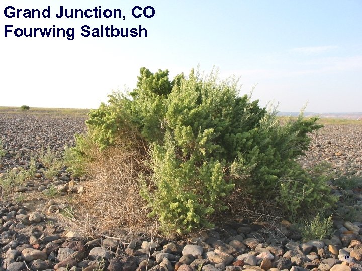 Burrell, PA Grand Junction, CO Japanese Saltbush Fourwing knotweed 18 