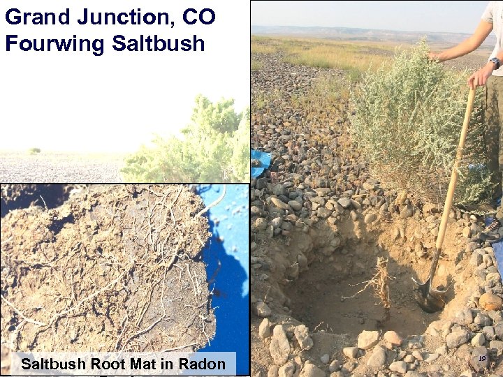 Burrell, PA Grand Junction, CO Japanese Saltbush Fourwing knotweed Saltbush Root Mat in Radon