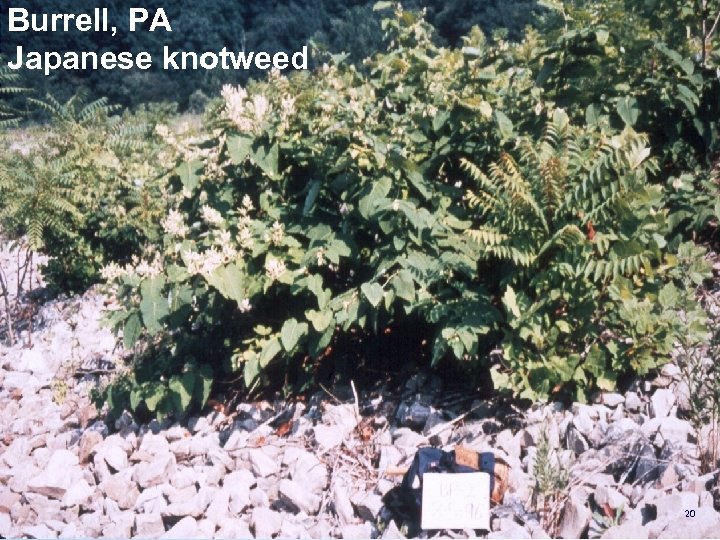 Burrell, PA Japanese knotweed 20 