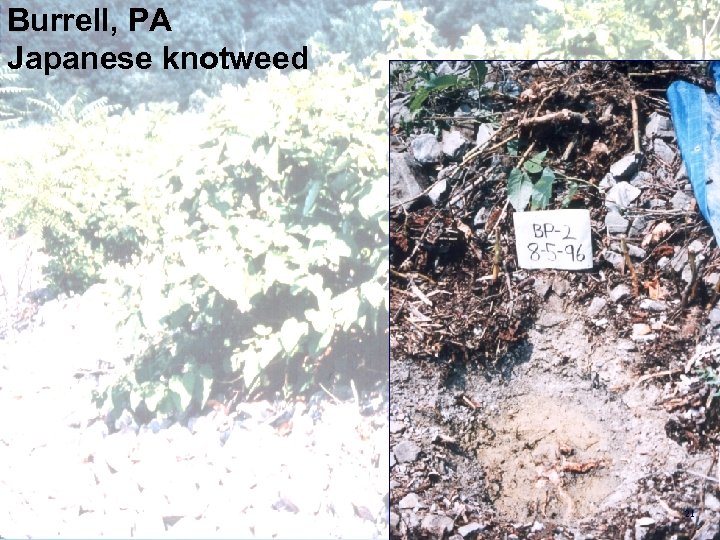 Burrell, PA Japanese knotweed 21 