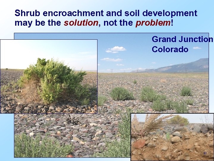 Shrub encroachment and soil development may be the solution, not the problem! Grand Junction,
