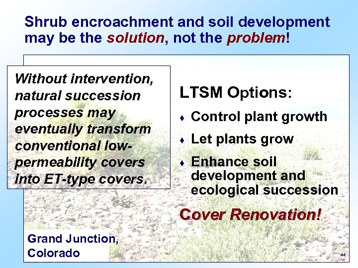 Shrub encroachment and soil development may be the solution, not the problem! Without intervention,