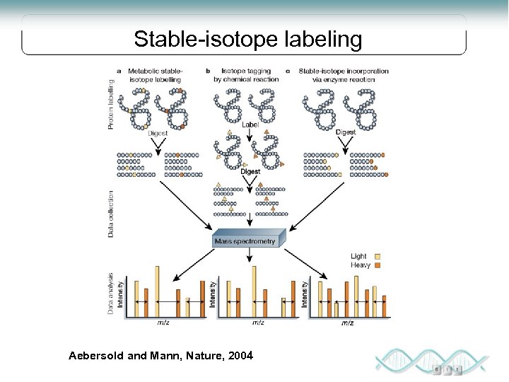 Stable-isotope labeling Aebersold and Mann, Nature, 2004 