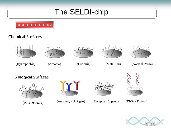 The SELDI-chip Chemical Surfaces (Hydrophobic) (Anionic) (Cationic) (Metal Ion) (Normal Phase) Biological Surfaces (PS
