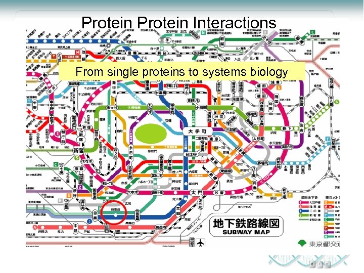 Protein Interactions From single proteins to systems biology 