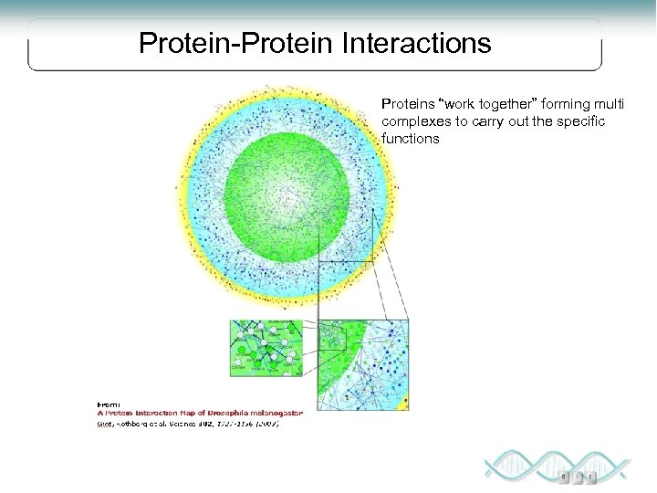 Protein-Protein Interactions Proteins “work together” forming multi complexes to carry out the specific functions