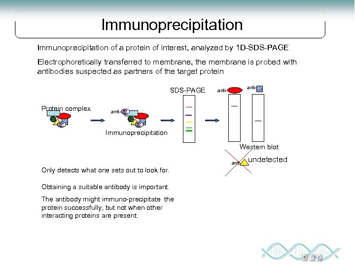 Immunoprecipitation of a protein of interest, analyzed by 1 D-SDS-PAGE Electrophoretically transferred to membrane,