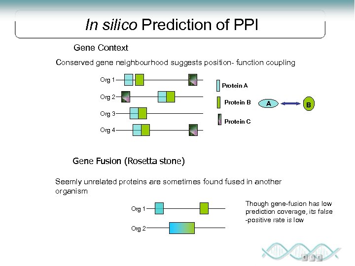 In silico Prediction of PPI Gene Context Conserved gene neighbourhood suggests position- function coupling