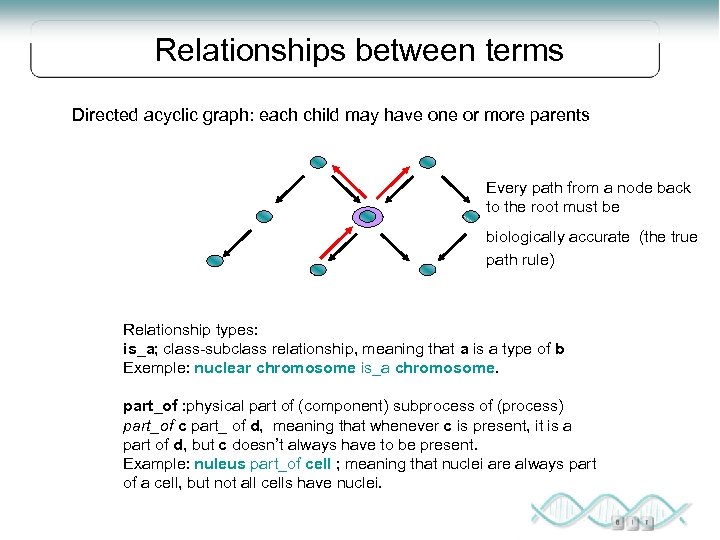 Relationships between terms Directed acyclic graph: each child may have one or more parents