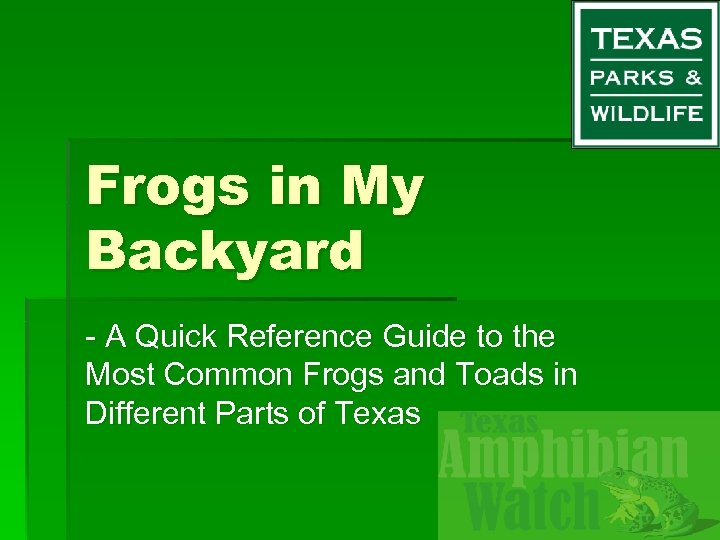 Frogs in My Backyard - A Quick Reference Guide to the Most Common Frogs